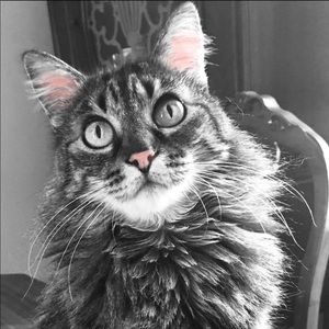 Meet your Posher, Connie